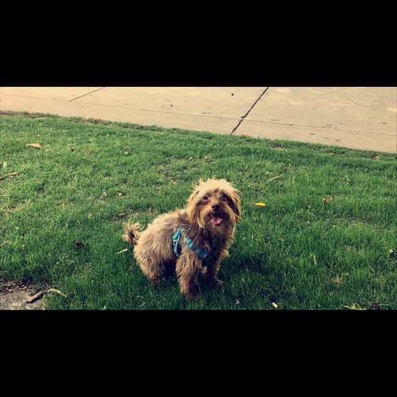 Meet your Posher, Ella - Picture 1 of 1